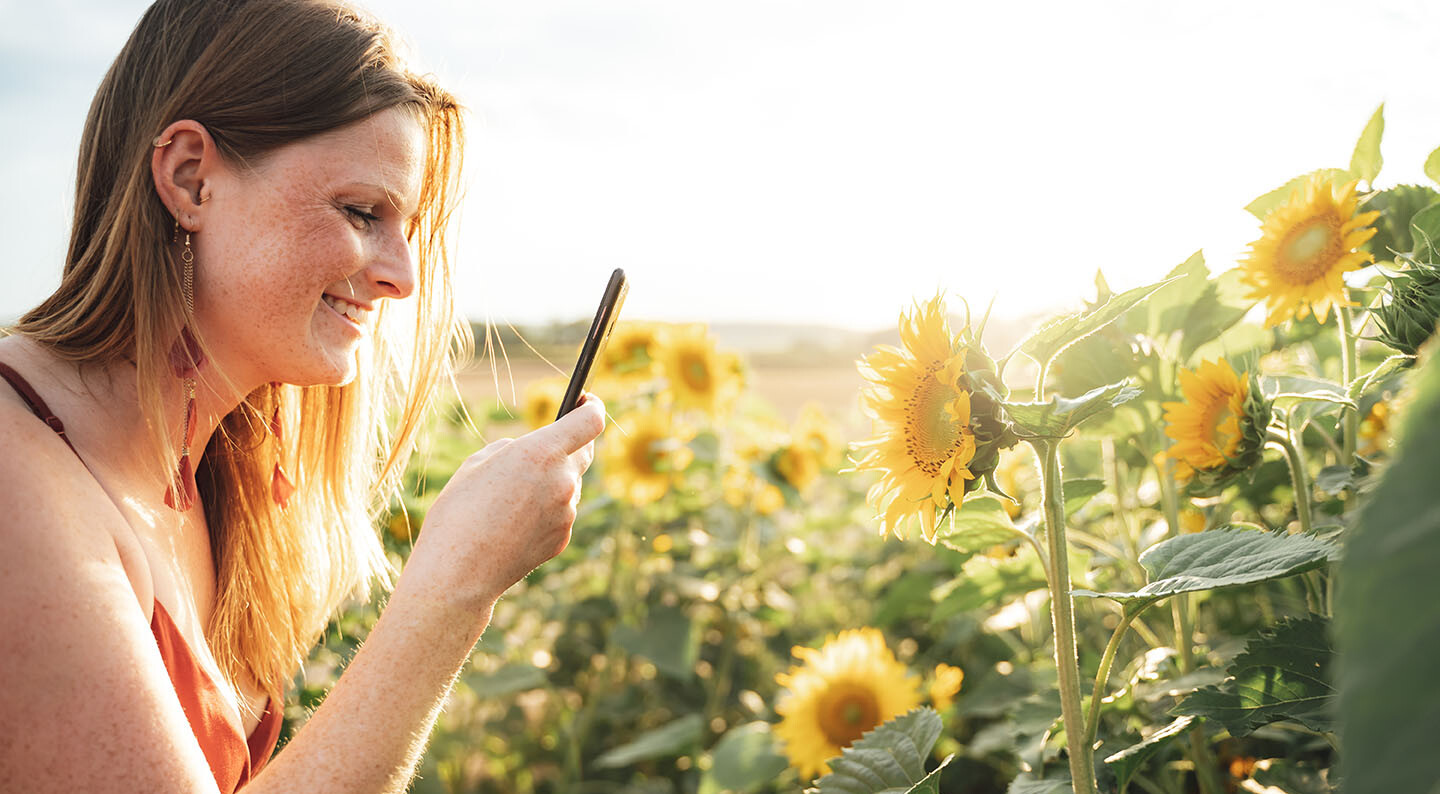 Fotospaziergang Frau macht Bilder von Sonnenblumen bei einem Fotospaziergang
